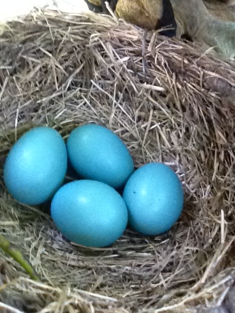 Herndon Hills Farm photo 6