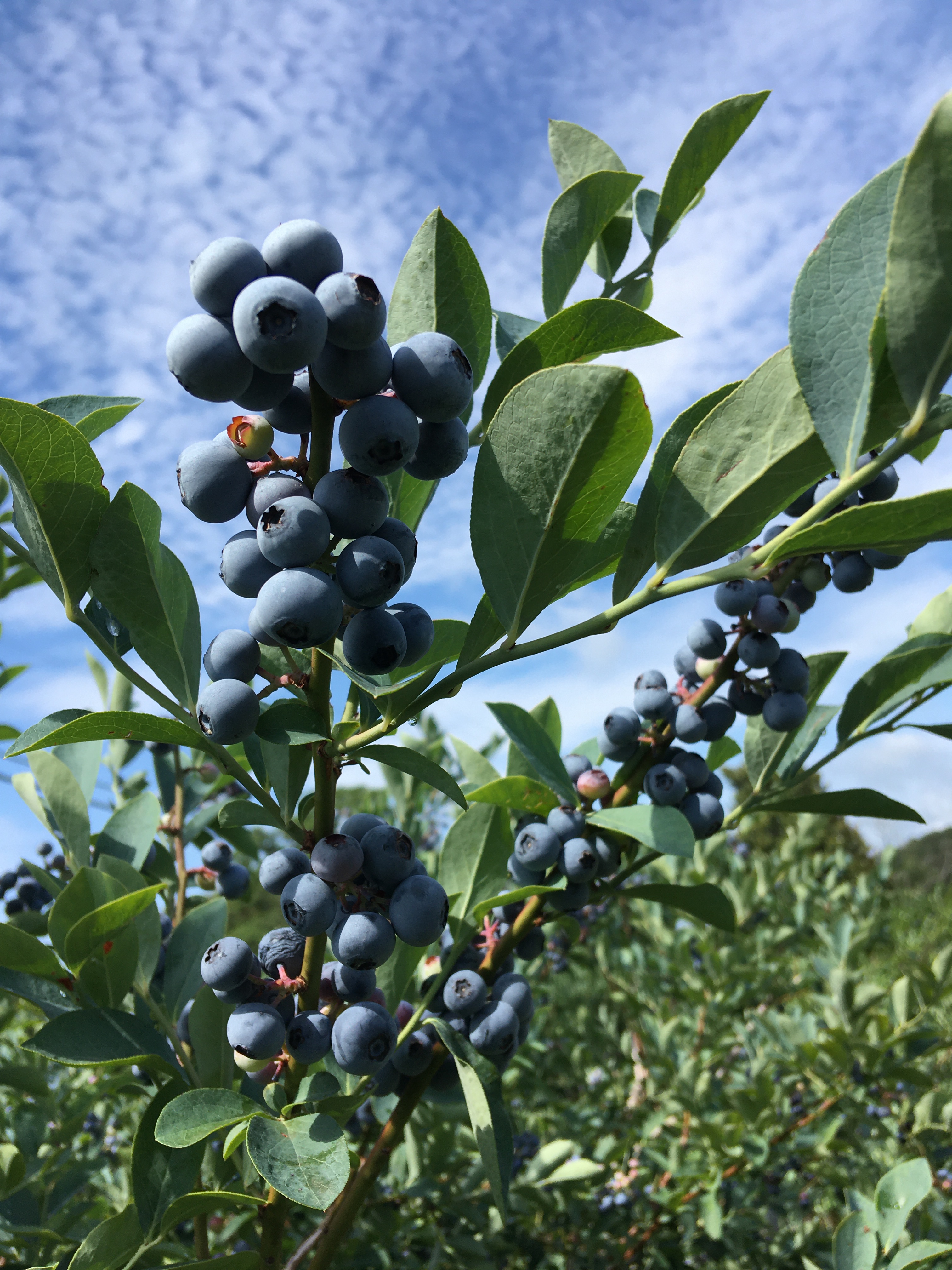 Herndon Hills Farm photo